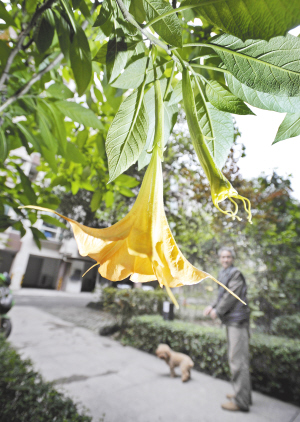 《天龙八部》里的“曼陀罗花”这些居民在自己小区找到了插图1